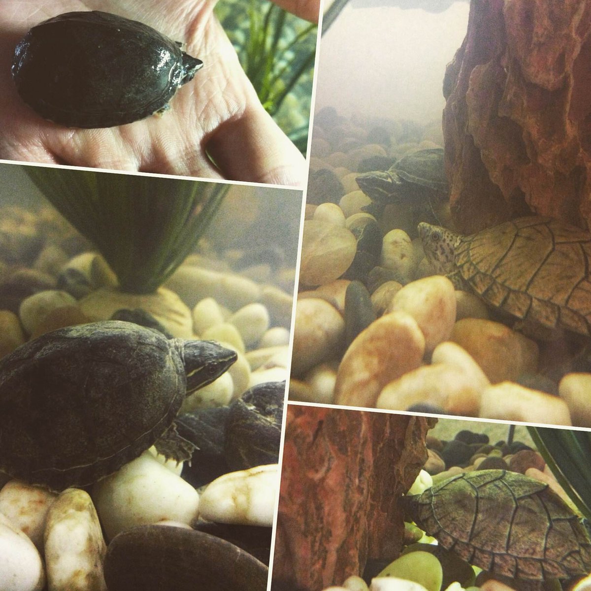 ReptixTweet's tweet photo. Turtlemania @ReptixTweet #Turtles! #CommonMuskTurtle #RazorbackTurtle Find us on eBay! #turtle #aquarium #Fish #Tank https://t.co/IgbS7GtIN8