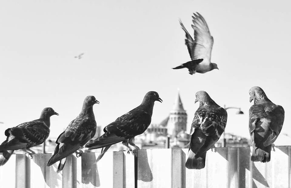 berattt604's tweet photo. @NTWales @Law1Gloria @MyPembsEmmaRyan istanbul https://t.co/7E9HRl3eTW