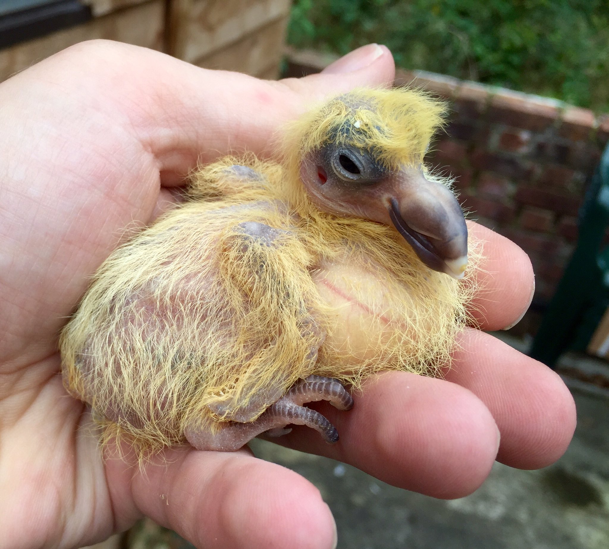 Christina Meier This Is What Baby Pigeons Look Like T Co Yfujuj1sqb Twitter