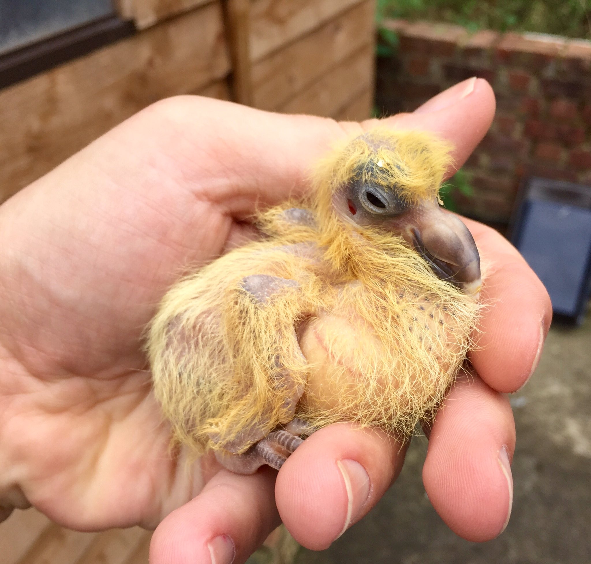 Christina Meier This Is What Baby Pigeons Look Like T Co Yfujuj1sqb Twitter