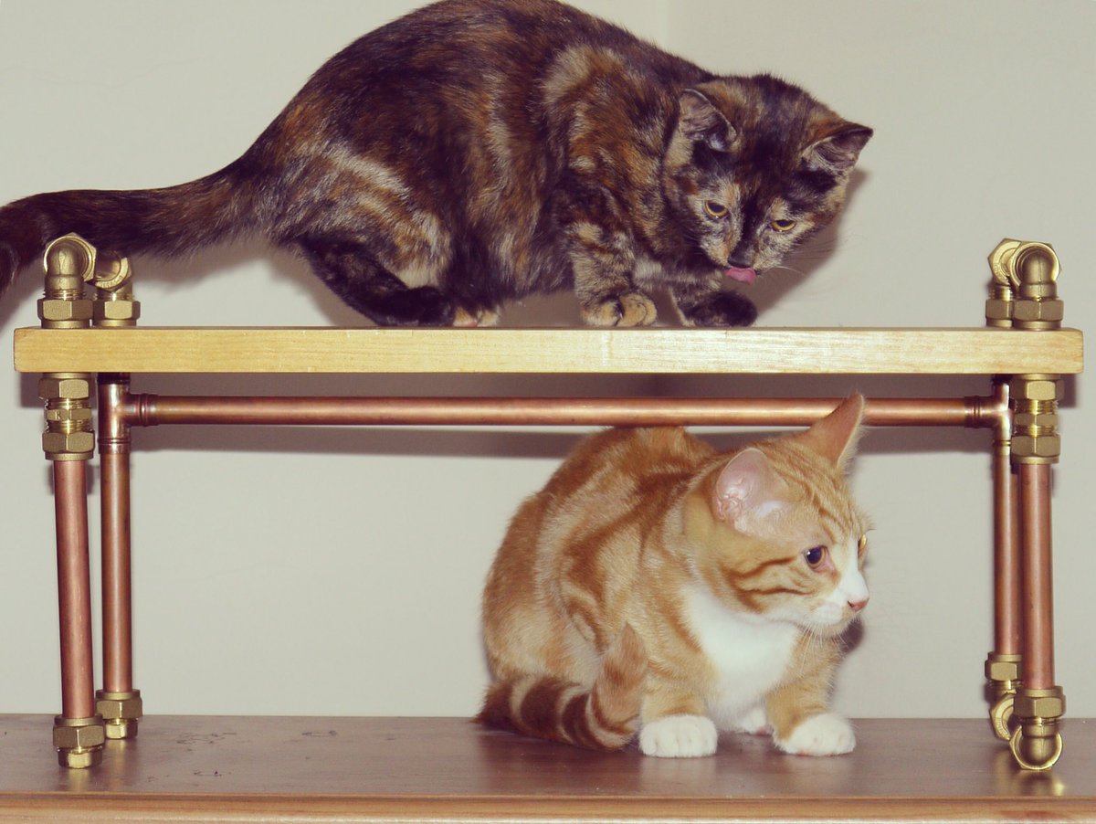 altflatpack's tweet photo. Built by #altflatpack approved by #kittens and #cats #kittensofinstagram https://t.co/LRg6Mlk5O2