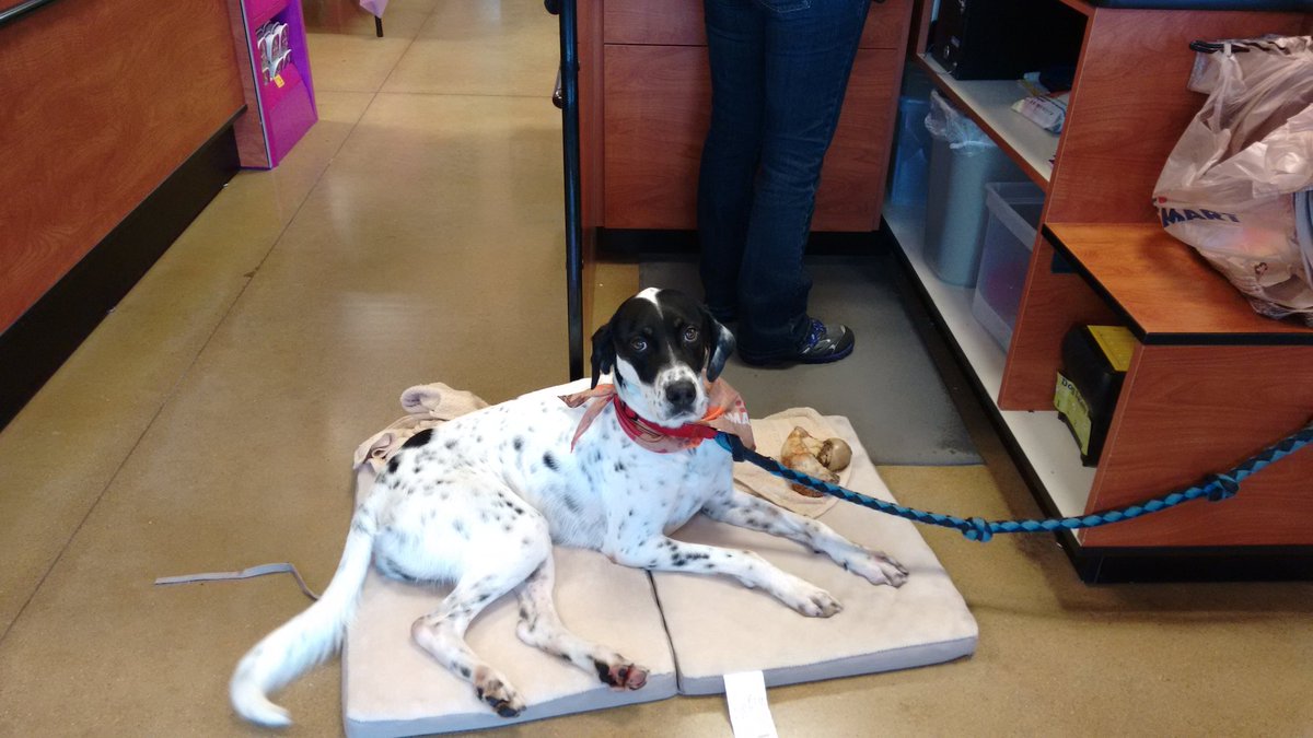 BelbeckSandra's tweet photo. Dash update..4 families have applied to adopt him, he will have a forever home!! Thanks Petsmart NAW. https://t.co/XHA46yMbda