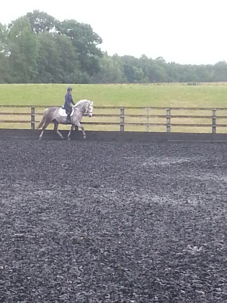 emmaedoyle1's tweet photo. New ponio!! 😍 https://t.co/BzvCFsB3uZ