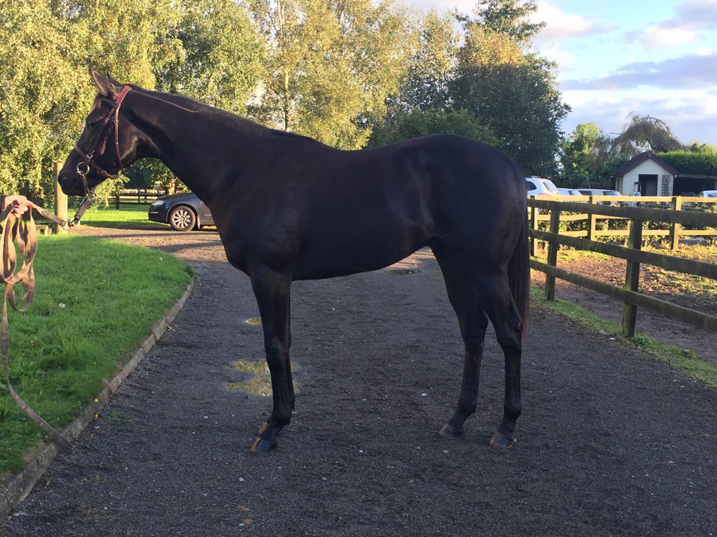 @tatts_ireland @TherealKENNO @BallylinchStud intense focus Colt lot 964 available to view from Wed barnA box33