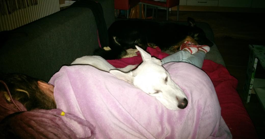 MuffinLoveDog's tweet photo. Gute Nacht an alle https://t.co/pSet2azEvZ