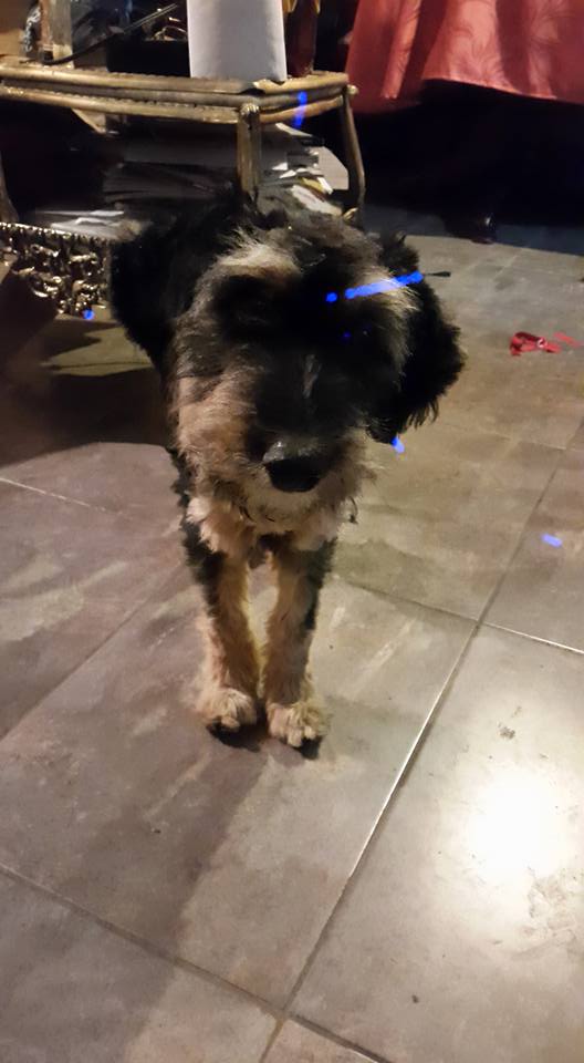 #ECUADOR #Quito PERRITA ABANDONADA BUSCA HOGAR¡¡URGE¡¡Mi celular 0987877958 ¡¡¡