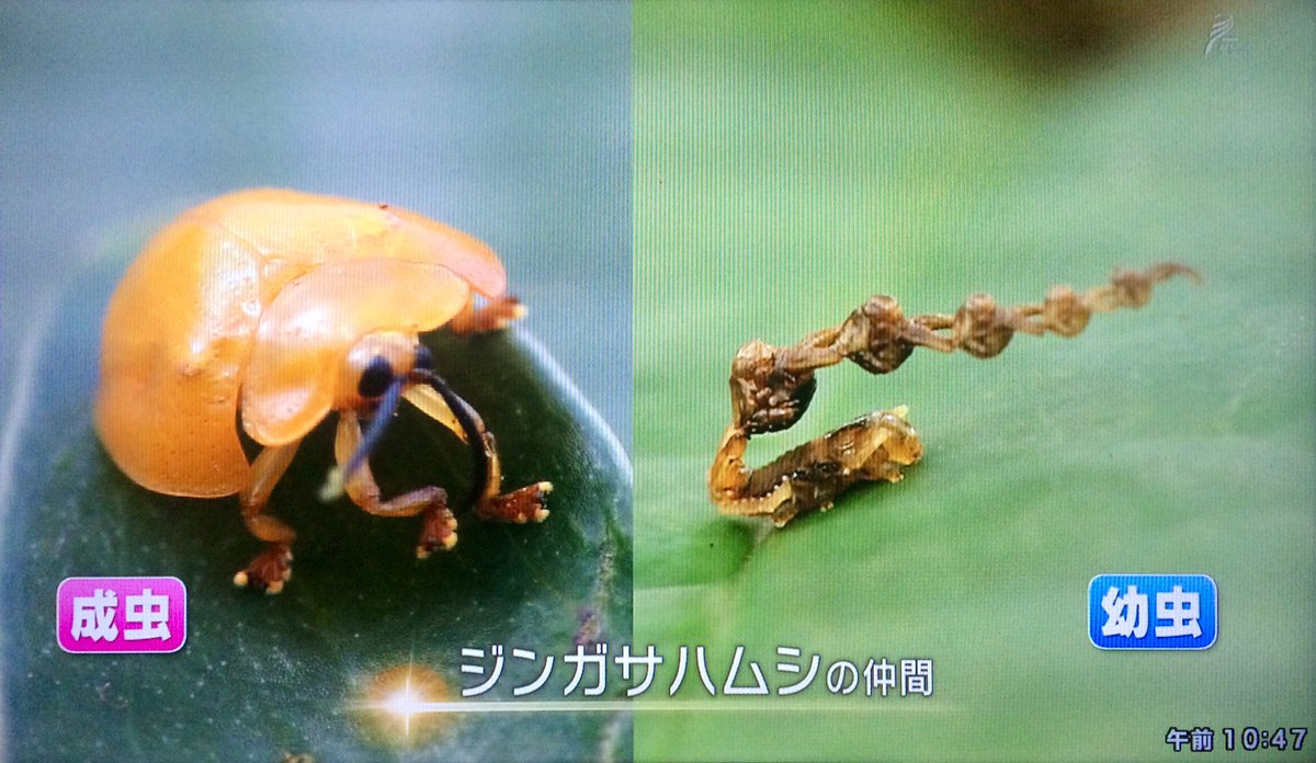 自分の抜け殻を連結して威嚇に使う虫がいるという Togetter 自分の抜け殻を連結して威嚇に使う虫がいるという Togetter