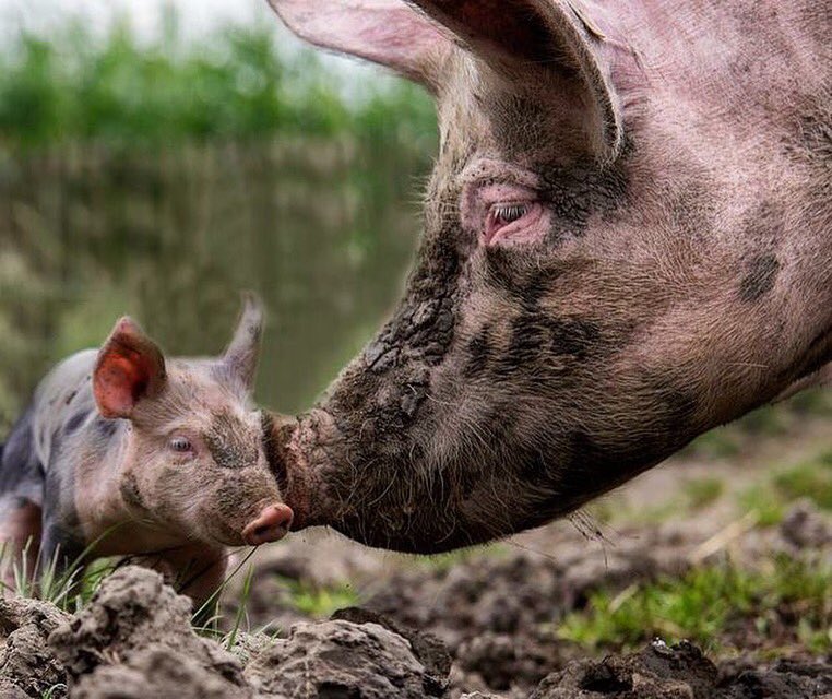 Just Cute Pigs tweet media