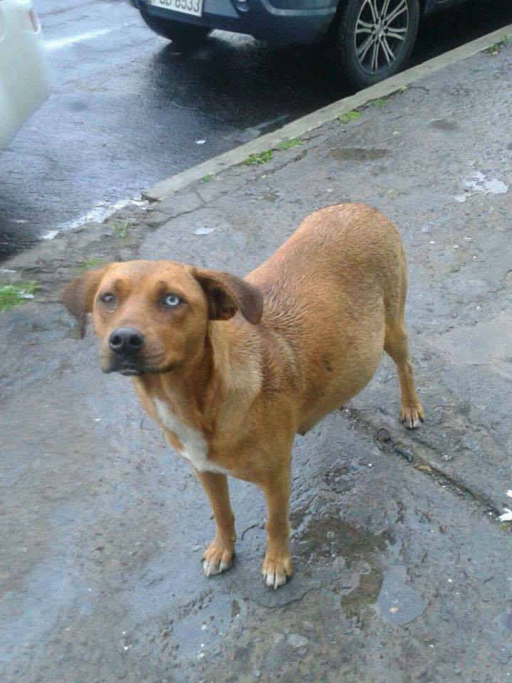 #ECUADOR #Quito MAMA A PUNTO DE PARIR BAJO LA LLUVIA¿ALGUIEN PUEDE AYUDARLA??  facebook.com/cony.mendez.12… ¡¡¡¡¡¡
