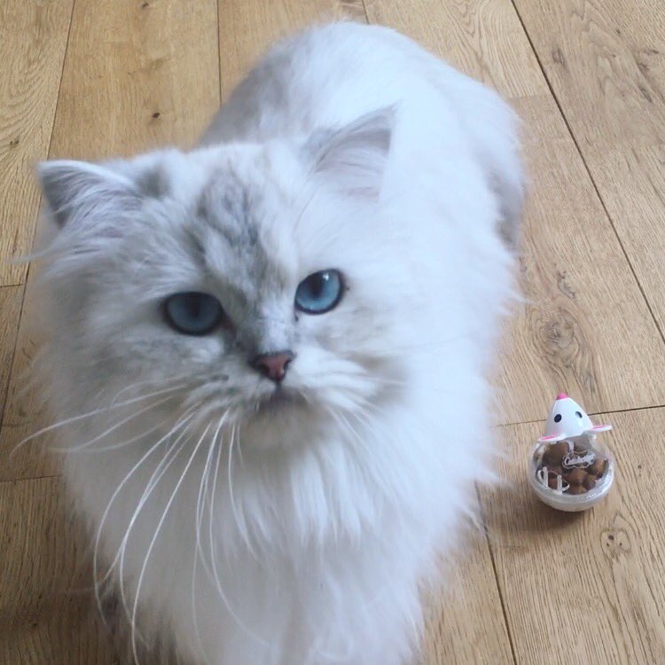 Cat_Britivana's tweet image. Ma Kiki avec sa Snacky Mouse 😍 - #CatVSMouse