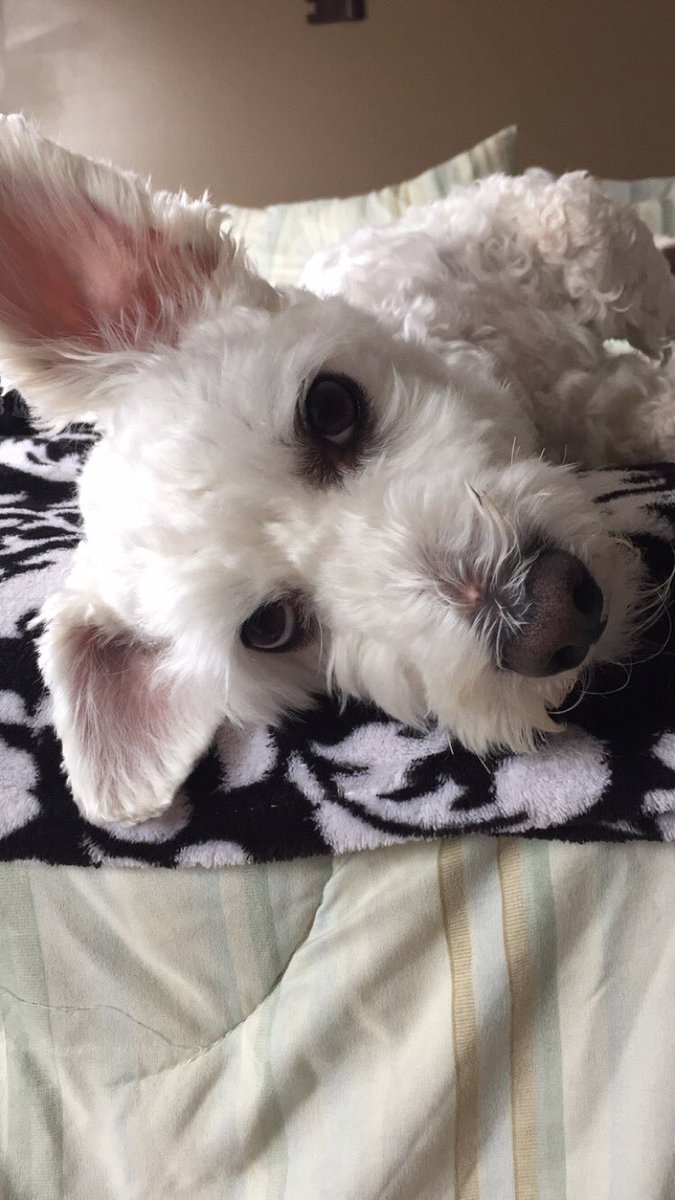 DJBurkhart's tweet photo. How can one not love a face like this #Man'sBestFriend #womansbestfriend https://t.co/nU0WfRKDwn