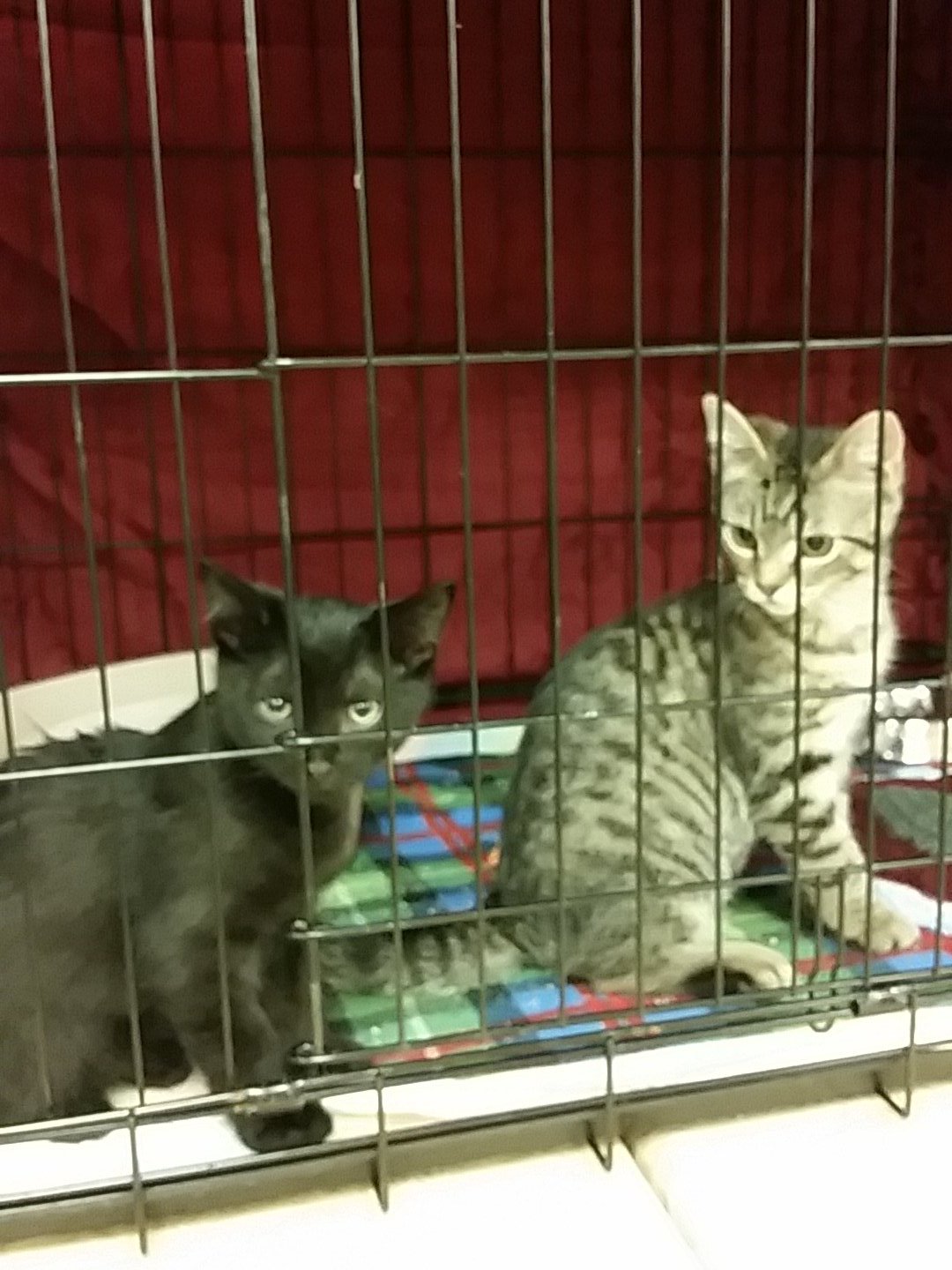 PetSmart North Bay Petsmart2337 X