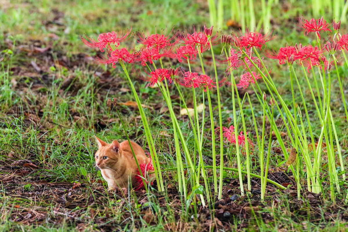 死んだ猫を埋めたらなぜかそこに彼岸花が→不思議なお話に涙が止まら