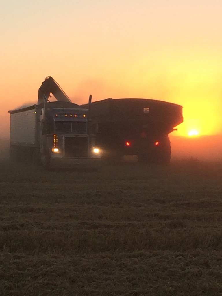 Barley keep the trucks and carts busy #harvest16 rolls on