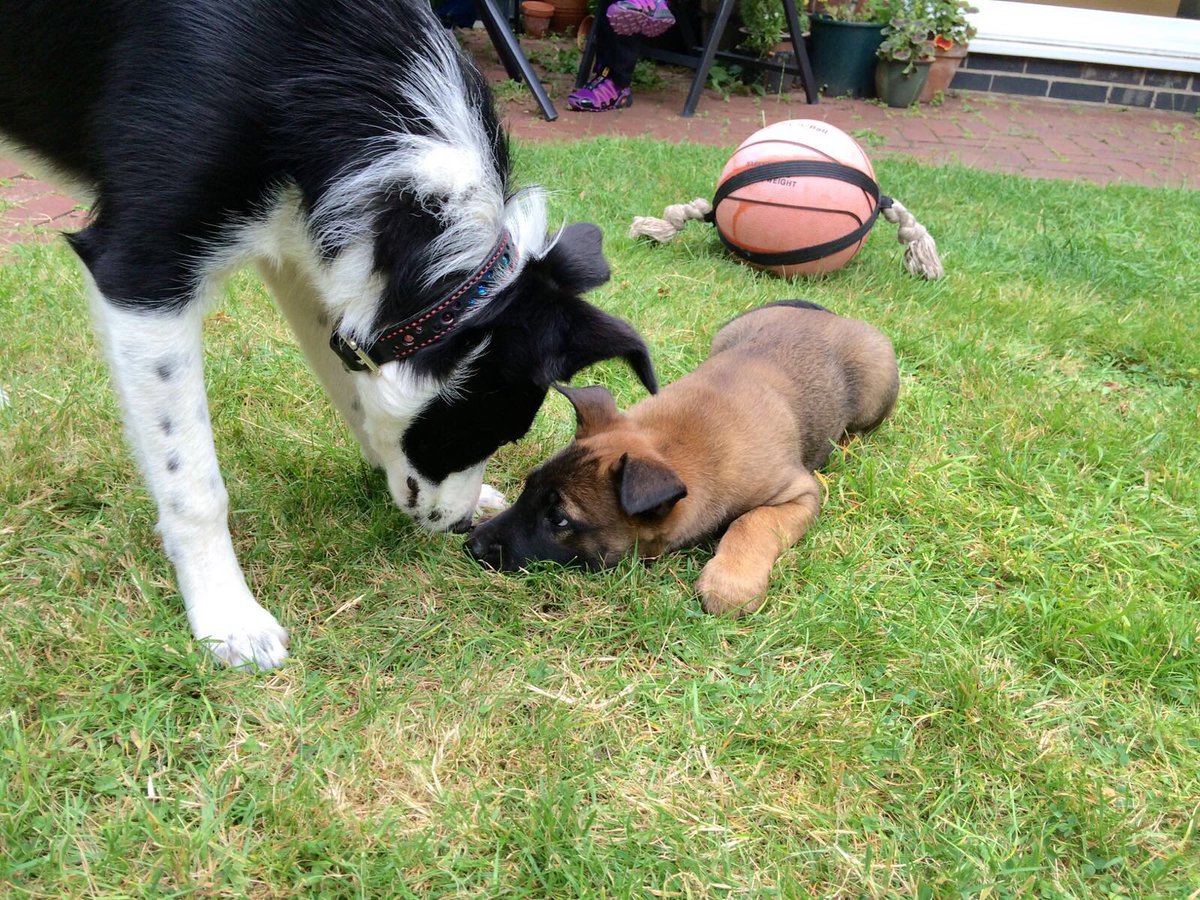 fuzzydogco's tweet photo. Have you got a new addition to the family 🐾
Join in our sister company's 
Puppy socialisation course
🐾 https://t.co/tayhvagM3A