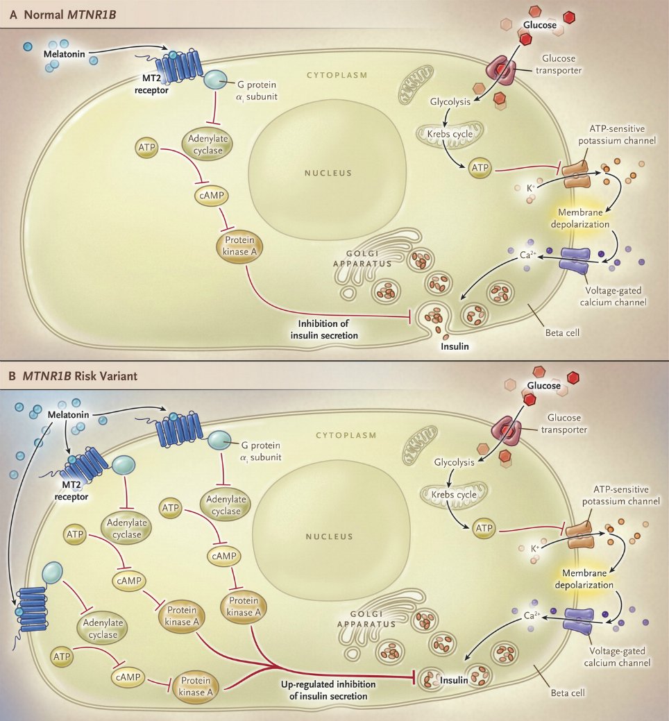 NEJM's tweet photo. Clinical Implications of Basic Research: Type 2 #Diabetes and Melatonin https://t.co/aAa75vVxQ8 https://t.co/6L23hKKlCv