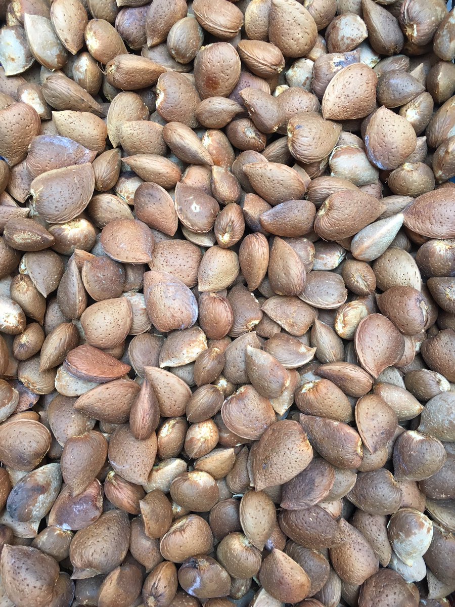 Jp_Skanner's tweet photo. #mandorle #sardegna #guspini @igers_sardegna https://t.co/KsiuSQzRuK