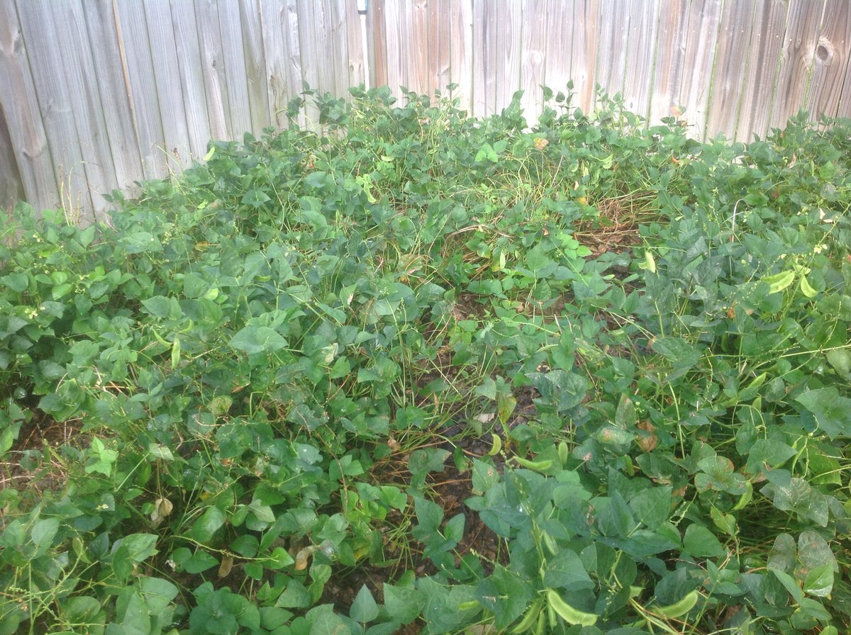 Still picking butter beans?  Freeze excess now and eat later! nchfp.uga.edu/how/freeze/bea…