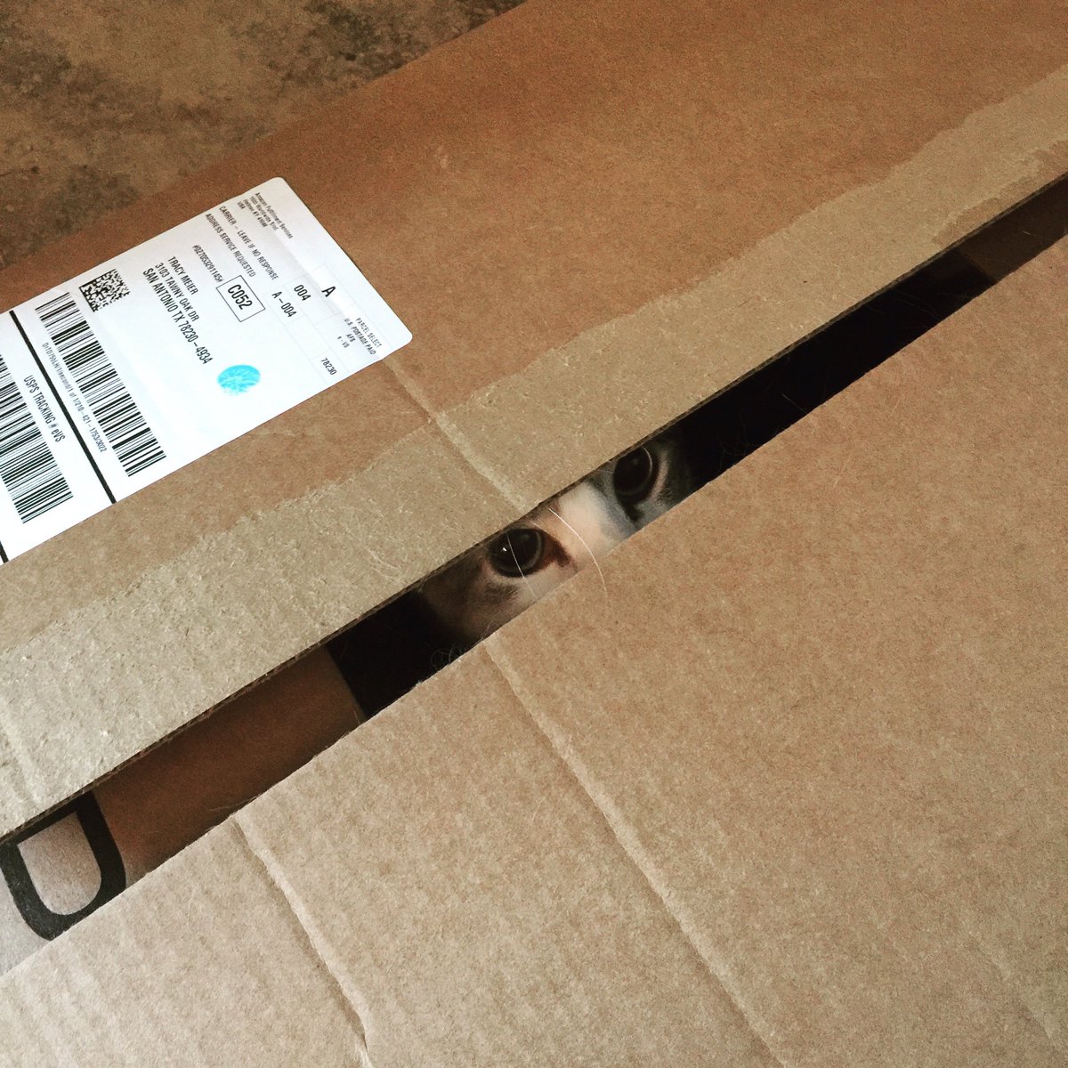 txjon38's tweet image. Who needs expensive toys when you have a box.