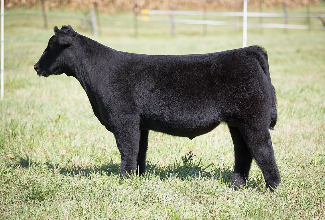 roebercattle's tweet photo. Bids due by dark today Roeber Show Cattle sale posted on cwcattlesales call Danny at 402-297-1269 https://t.co/wBd5H1zIzK