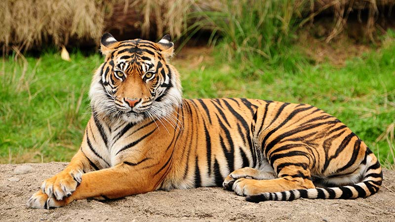 celebmezzo's tweet photo. Know all the facts of #tiger #whitetiger #tigerextinction #tigerconservation
@ https://t.co/WzqU2qrw3U https://t.co/Mj8ks5lzkk