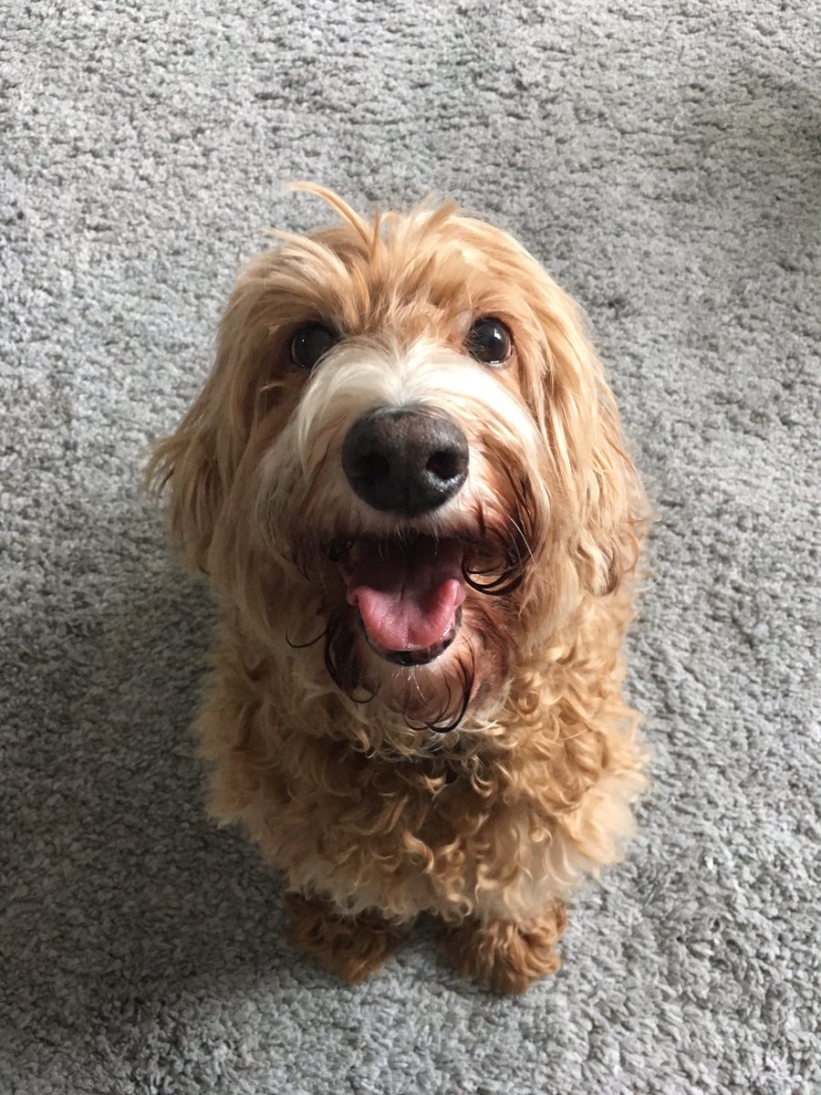 francisnotfrank's tweet photo. Who's that sexy thing I see over there? Someone needs a haircut! #willywilson #puppy #itsadogsday https://t.co/2zbRZg7ELw