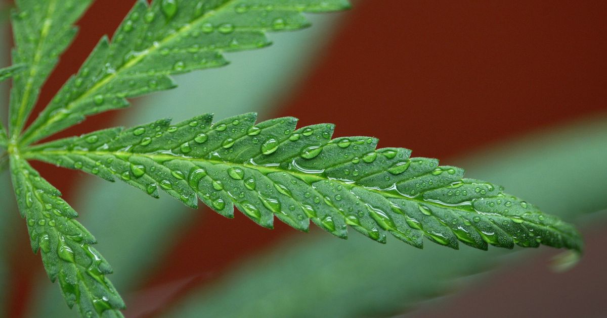 Tennessean tweet media