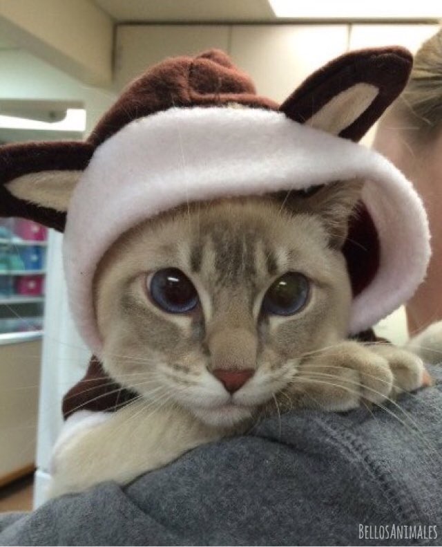 BellosAnimales's tweet photo. Buenos días, amiguines, espero que tengan un bonito domingo 😽 https://t.co/6Rfvj9piT1