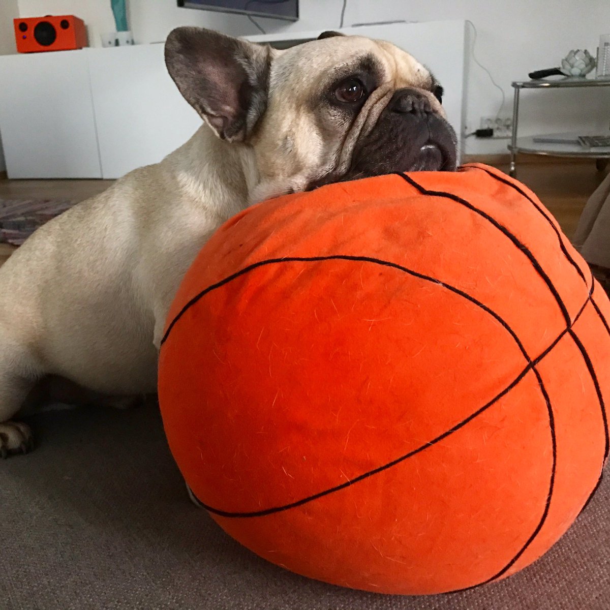 FrenchieEinar's tweet photo. I can't believe this weekend is over allready! Feels like it just started! 😖😩👊🏼 you know the feeling? 😂 https://t.co/usC7TwI4aw