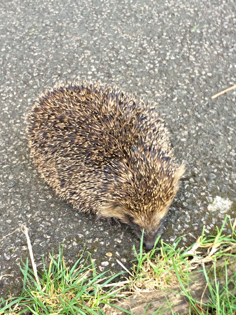<a href="/lucy_byram/">lucymaybyram</a> @EricaByram Congratulations girls,can't believe you ran identical times! #YorkshireRR #ThornesPkHedgehog