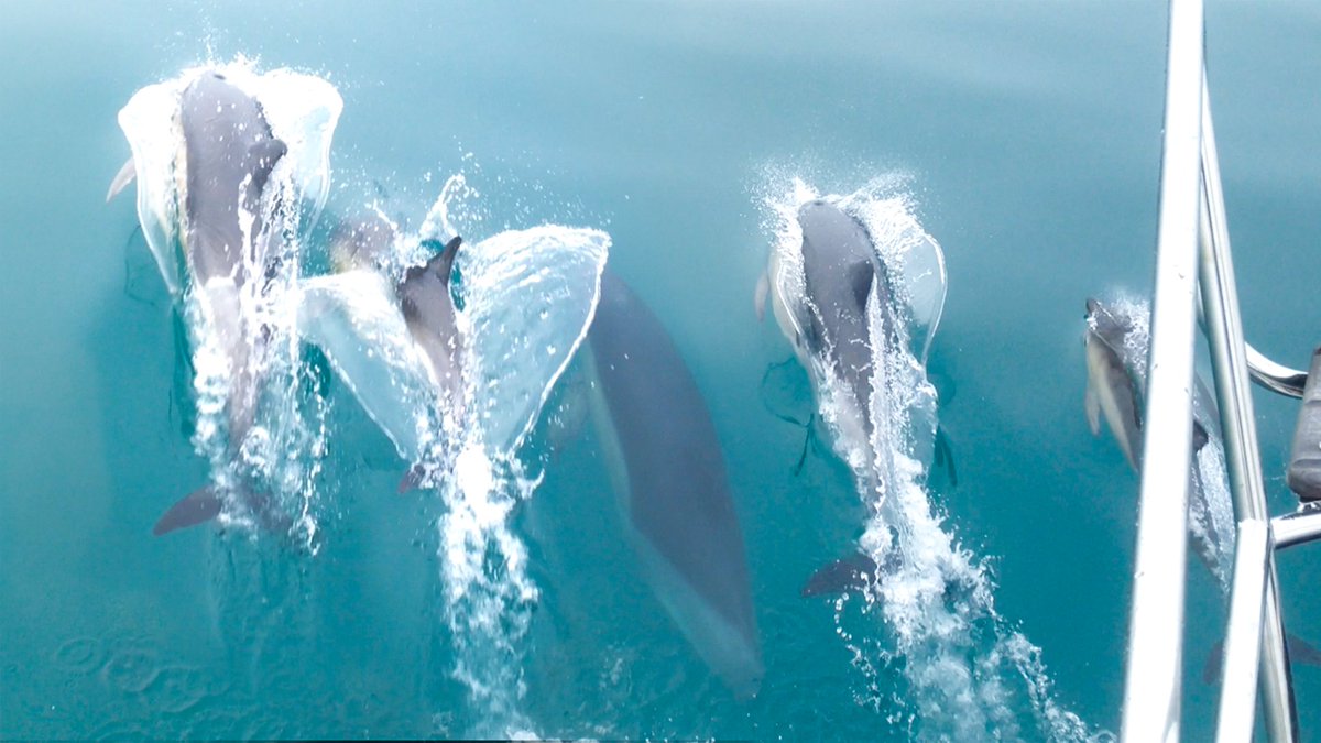 Blog_Brotherz's tweet image. new video is live guys! CHASED BY DOLPHINS!!! make sure you watch it :) RT&apos;s appreciated youtu.be/A75JzWEFyH0