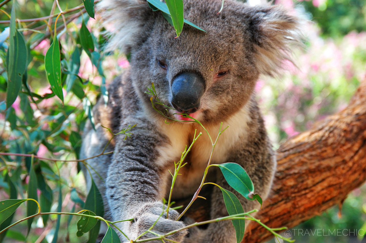 TravelMeChic's tweet photo. We're loving the #wildlife in #Australia, especially these cute #Koalas. 🐨 https://t.co/2mgfqd2F5K