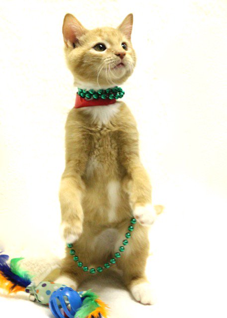 PAWSHertfordCo's tweet photo. Denali is @Petsmart0668 Greenbrier, Chesapeake, VA right now! Come #adoptdontshop! #CatsOfTwitter #catsofinstagram https://t.co/BmLjaDEpVz