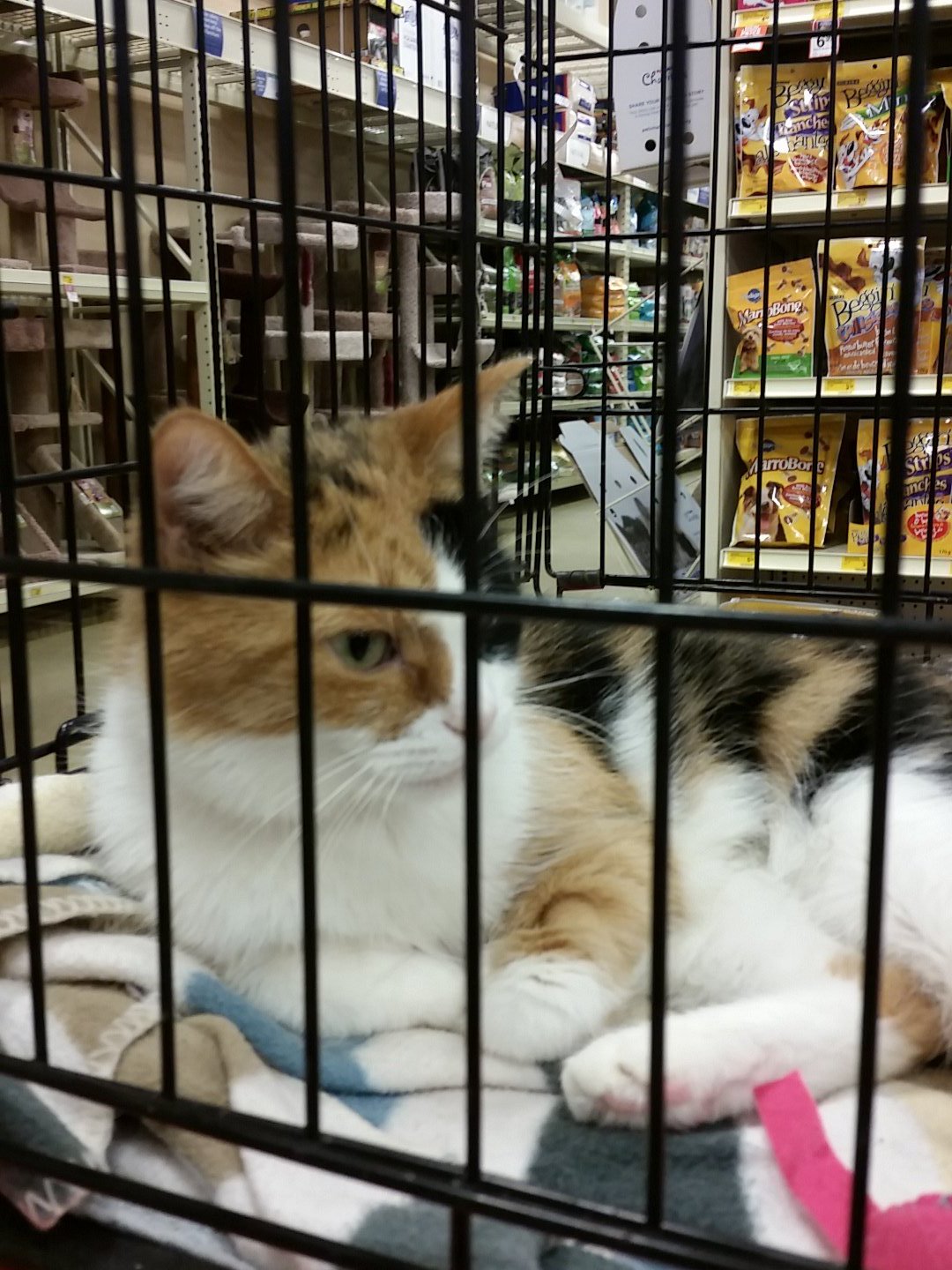 North bay petsmart deals