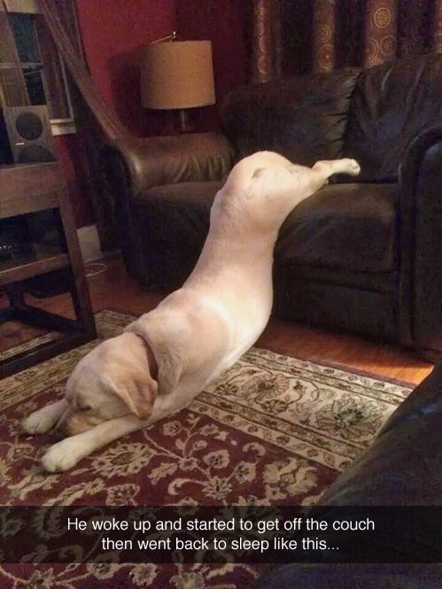 100% Animals tweet media