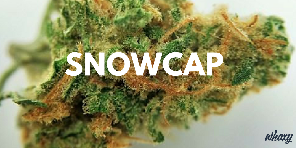ThinkTankExile's tweet photo. Sativa Dominant Hybrid Strain Said To Have West Coast Origins but Genetic Lineage Unclear. https://t.co/0rfyNjoj6J https://t.co/RBeZthSxOe