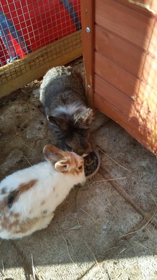 KaatjeKeutels's tweet photo. De date tussen kleine Anna en bejaarde Chico lijkt de goede kant op te gaan #AdoptDontShop #konijnen https://t.co/PbZidTnnAq