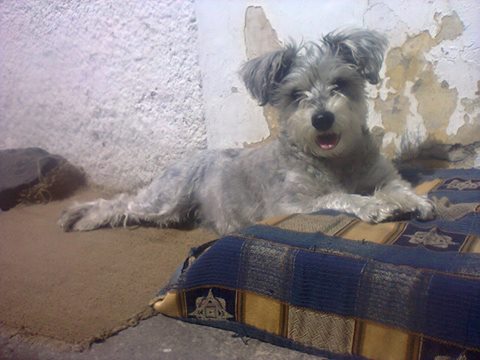 #ECUADOR #Quito PERDIDA SUKY POR LA ZONA SUR¡¡Comunicarse al 0958846679 con Conny, Si alguien la ve¡¡es cariñosa¡¡