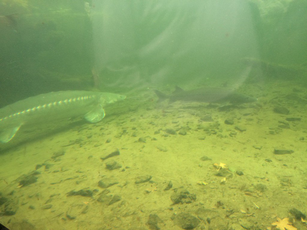 Aqua_Amare's tweet photo. Bonneville Hatchery white #sturgeon 💗 #NASPS 2016 begins tomorrow!! https://t.co/AtFLgyLIRE