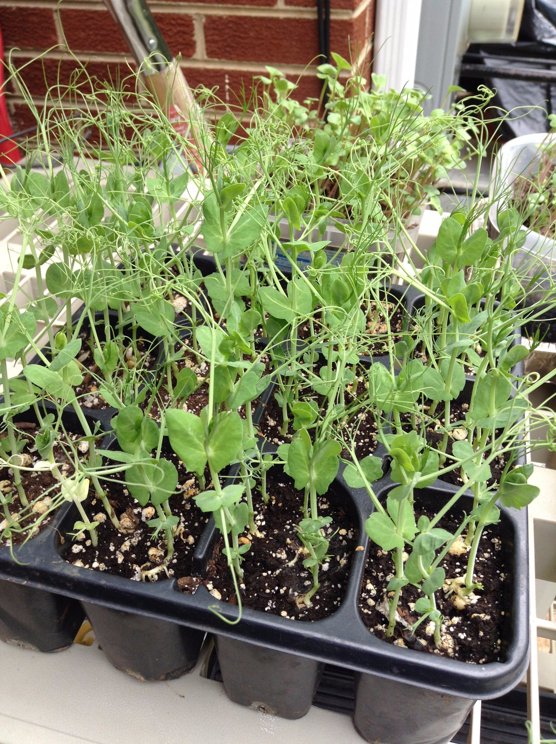 クエ子の友達 スイートピー 豆苗として食べる ７２本のうち １本だけ白い 劣勢遺伝 それともエラー かわいかったので遺伝の先生にメールしてみた T Co Ijzriumikk Twitter