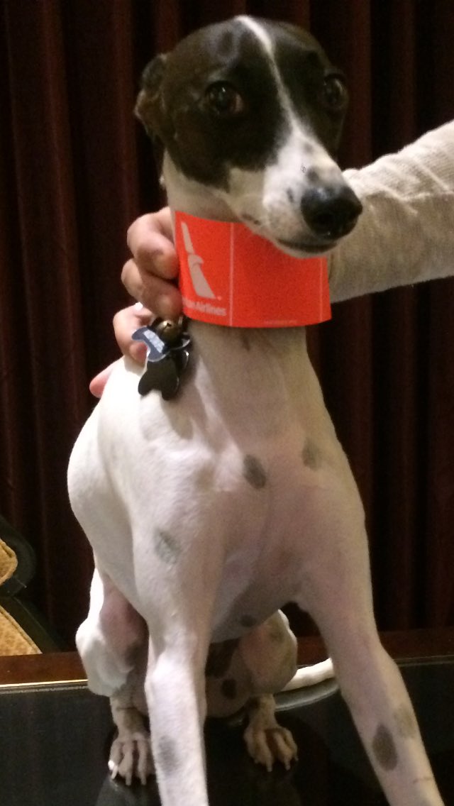 findlawrence's tweet photo. #Biskit &amp; @AmericanAir: always a pair.if only he could get miles &amp; status, 2! #prioritytag #findlawrenceilovemylife https://t.co/4opfrCqESJ