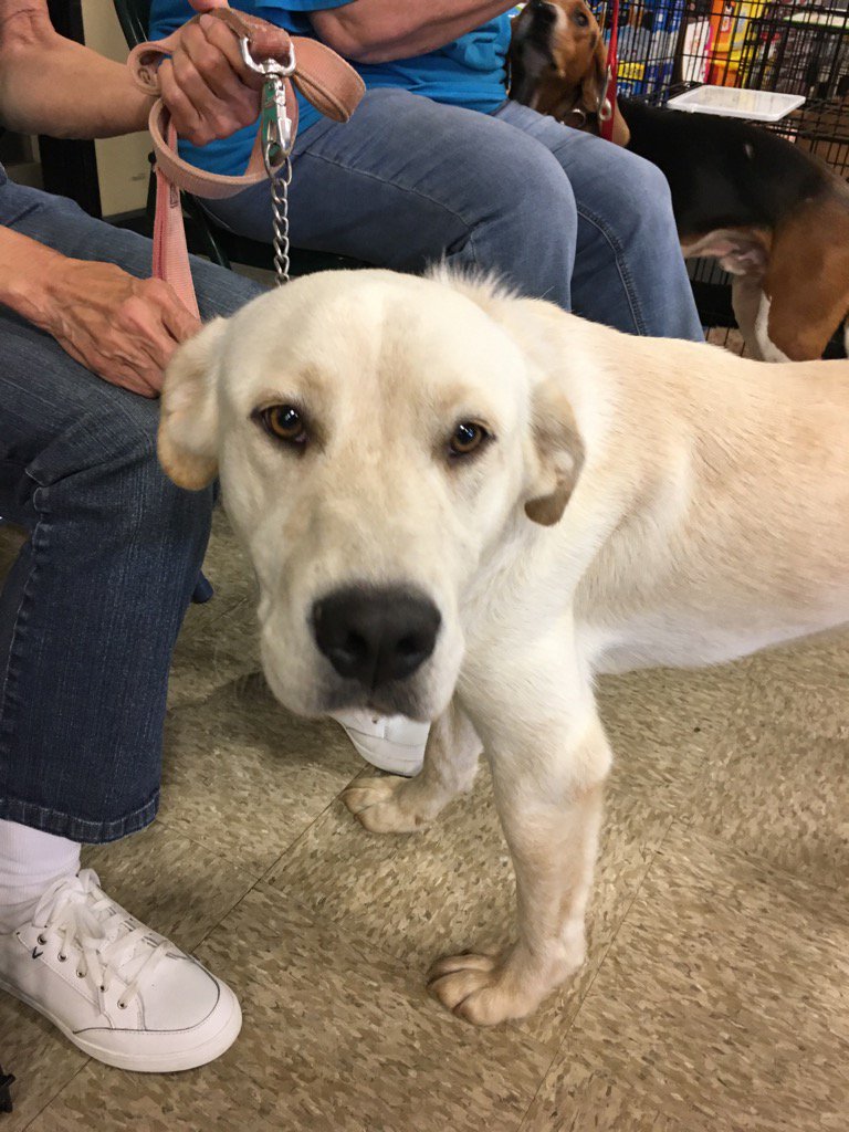 PetSmart1718's tweet photo. Zeke is here from the Humane Society! He needs a burger and a hug!#AdoptLove https://t.co/wMG6XCQRbJ