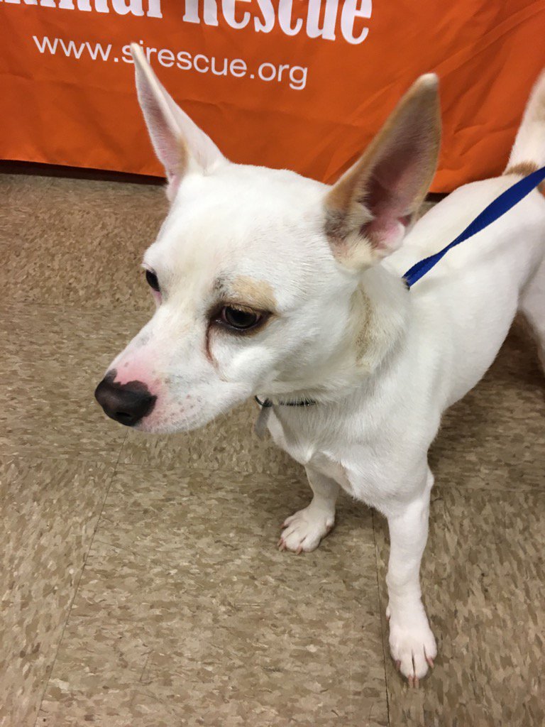 PetSmart1718's tweet photo. Harley is a real cutie! Come cuddle! #AdoptLove https://t.co/o4z9nyK7MF