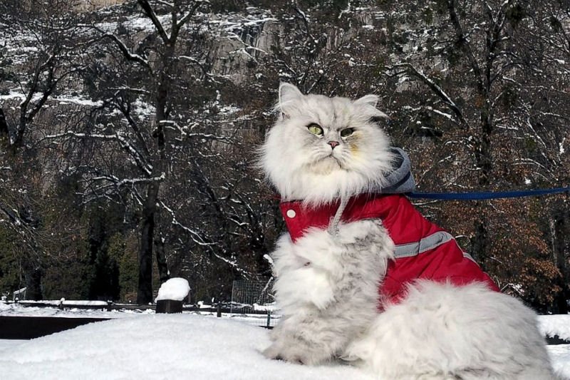 Meet Gandalf the world traveling Siberian cat => thepurringtonpost.com/world-travelin… #cats #travelcats