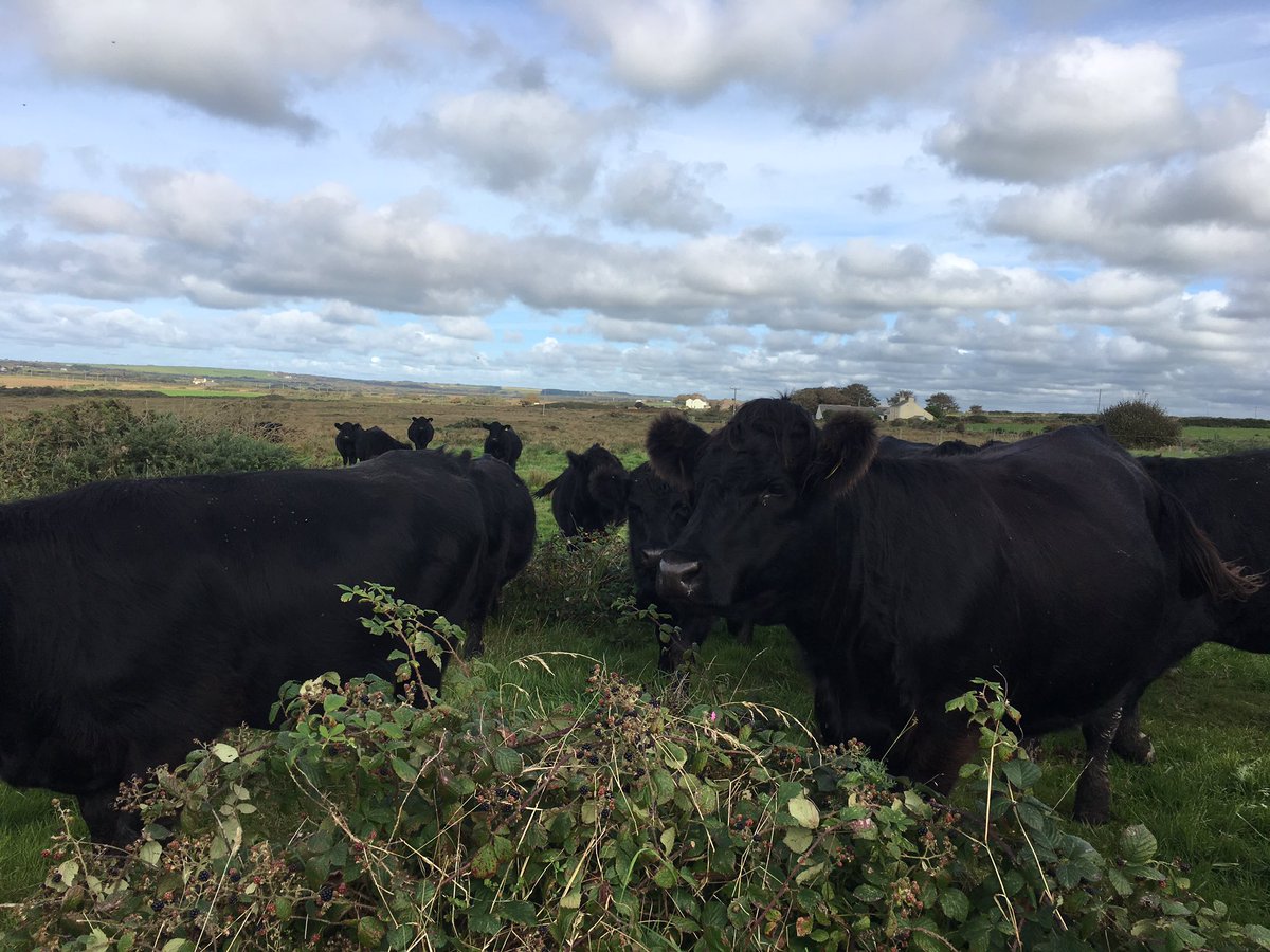 WelshCanCwtch's tweet photo. @Sallysallymoo our ladies will not be long before giving birth! Next few weeks! #WelshBlack #StDavidsHerd https://t.co/JolDxRrhiD