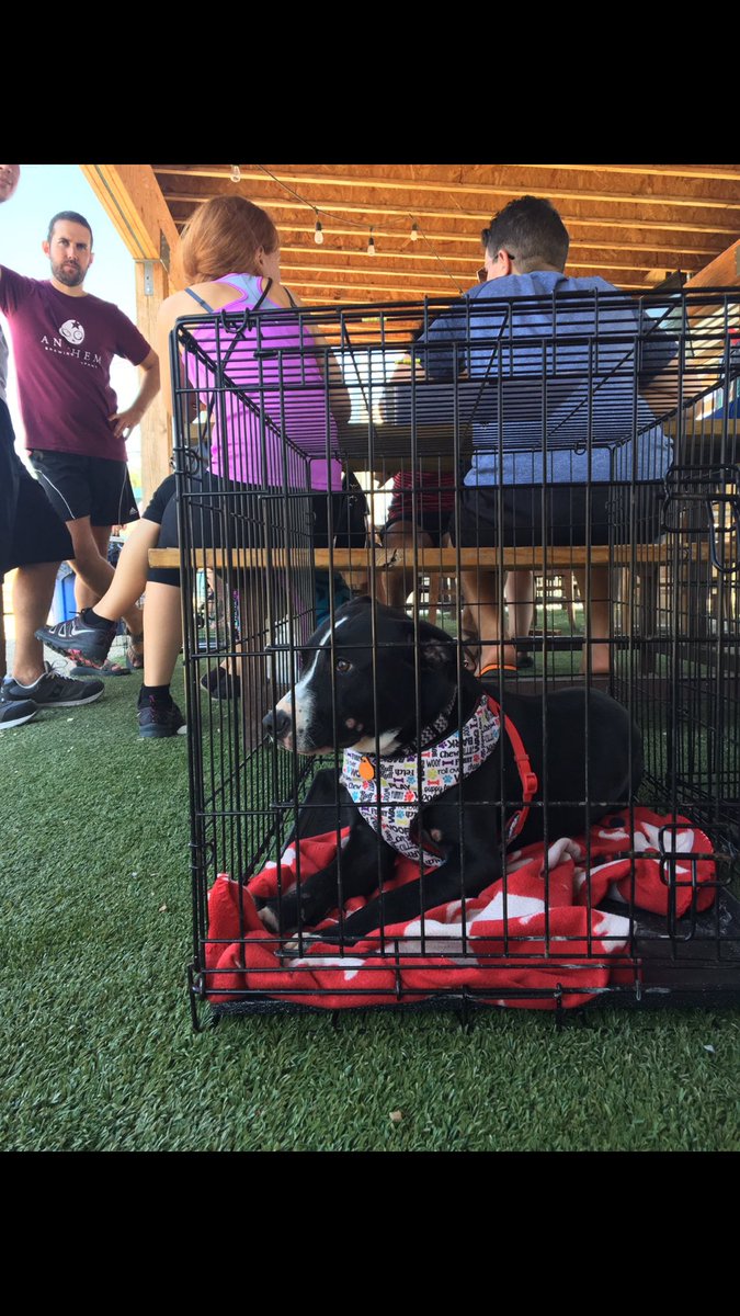 BleuGarten's tweet photo. This guy desperately needs a loving family! Come get em! https://t.co/Vgu4klCrLt