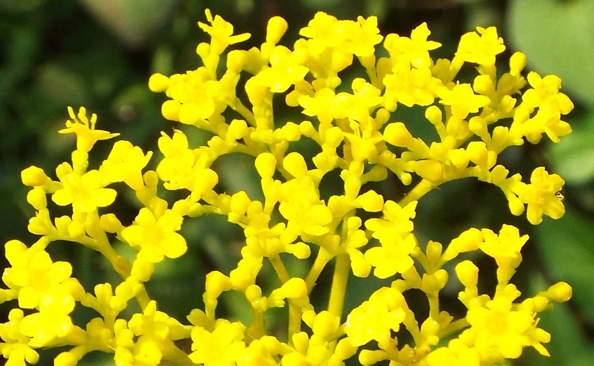 いりちゃん 花と月に魅せられて Sur Twitter きょう9月19日の誕生花 女郎花 ｵﾐﾅｴｼ この花は オミナエシ科オミナエシ属の多年草で 秋の七草の一つ 原産地 シベリア 東アジア 花言葉 親切 美しさ 美人 佳人 心づくし はかない恋 永久 忍耐