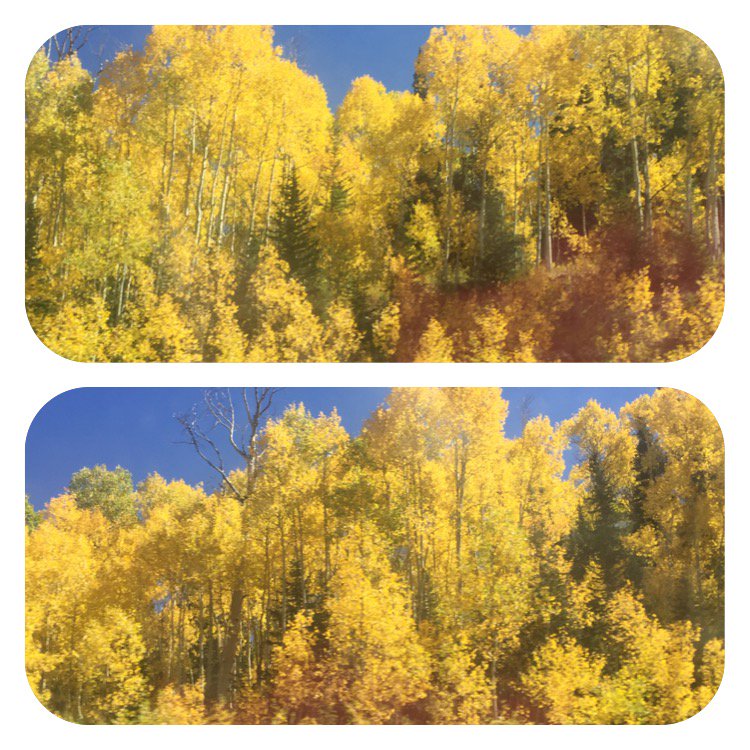Kenzie86554163's tweet photo. I love it when the trees turn yellow https://t.co/5EnzBaumat