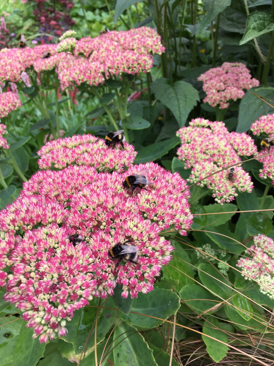 mogsanddog's tweet photo. The bee's love this plant #GardenersWorld #garden #nature #bees https://t.co/nfrYNL1uN3
