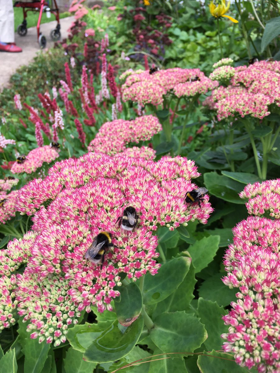 mogsanddog's tweet photo. The bee's love this plant #GardenersWorld #garden #nature #bees https://t.co/nfrYNL1uN3